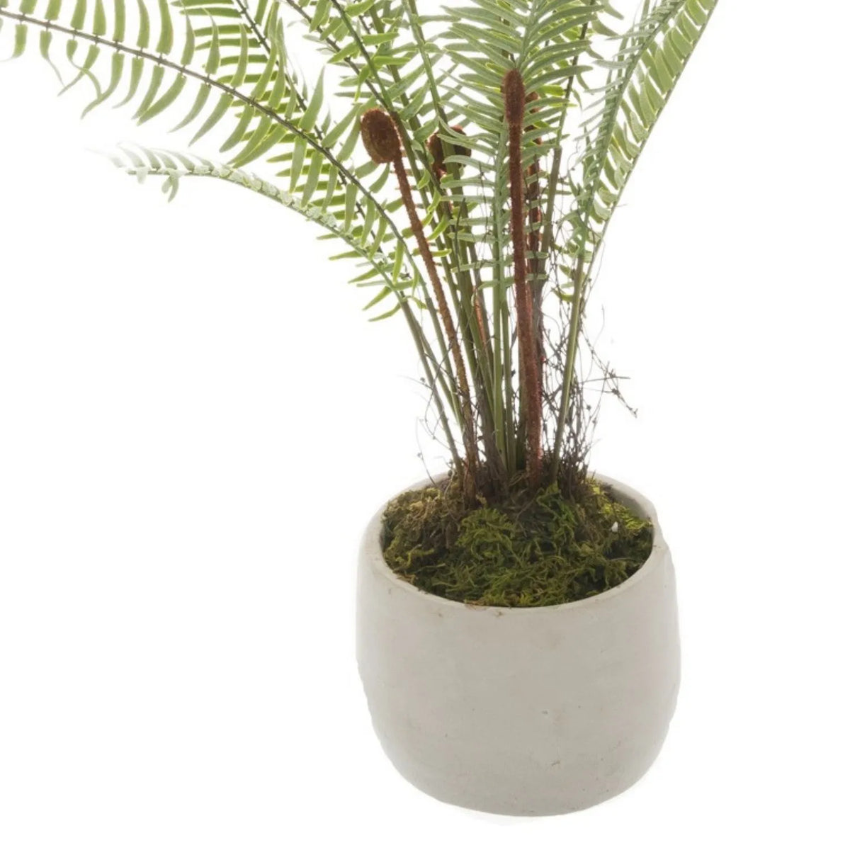 Artificial Small Green Boston Fern with Delicate Fronds & Fiddlehead Details in White Stone Pot – Realistic Potted Faux Indoor Plant – Close-Up of White Stone Pot with Moss Effect & Brown Fiddlehead Shoots | Click Style