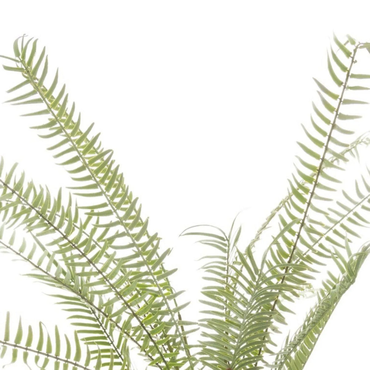 Artificial Small Green Boston Fern with Delicate Fronds & Fiddlehead Details in White Stone Pot – Realistic Potted Faux Indoor Plant – Detailed View of Layered Green Fern Foliage & Arching Fronds | Click Style