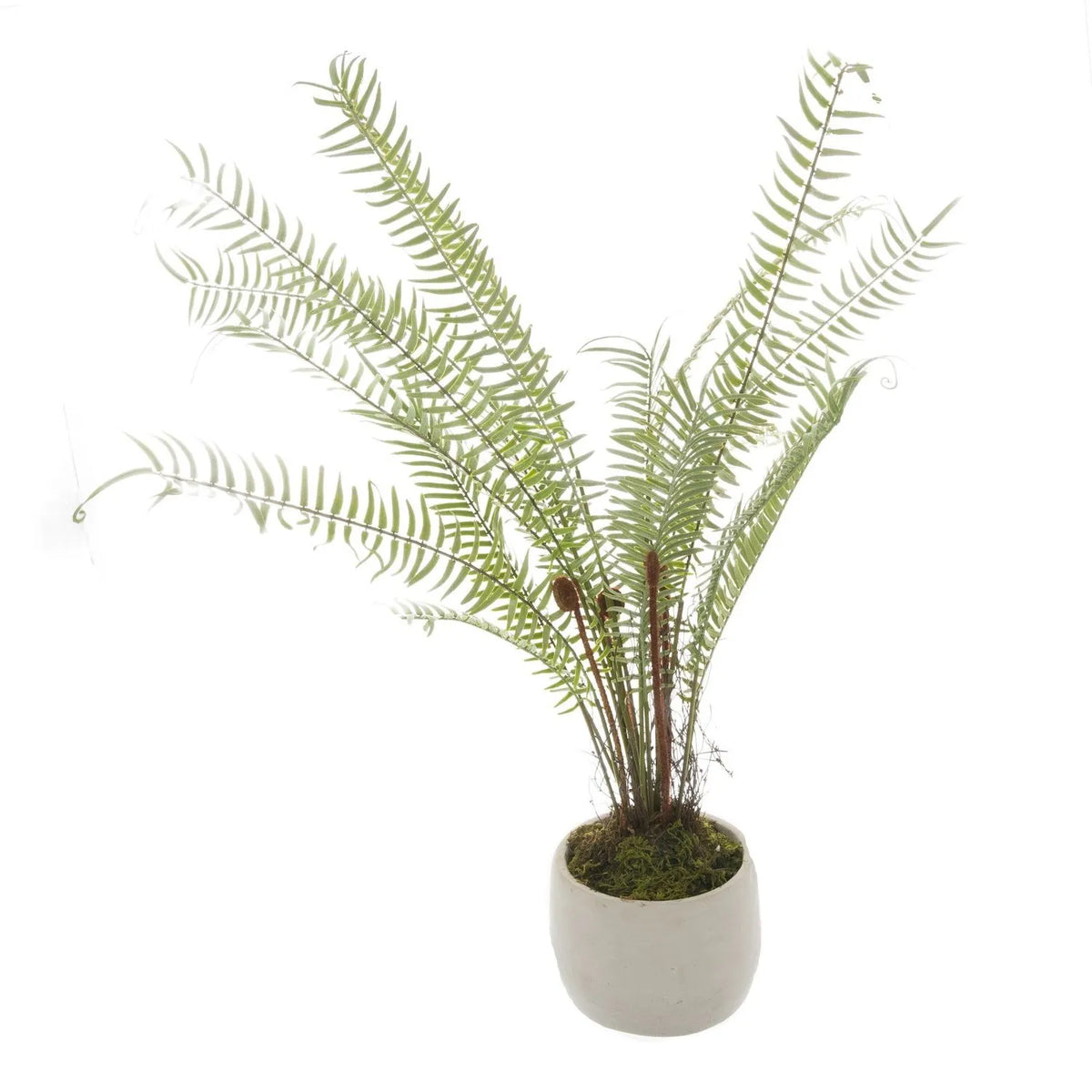 Artificial Small Green Boston Fern with Delicate Fronds & Fiddlehead Details in White Stone Pot – Realistic Potted Faux Indoor Plant – Alternative Full View Showing Spreading Fern Fronds & Rounded White Pot | Click Style