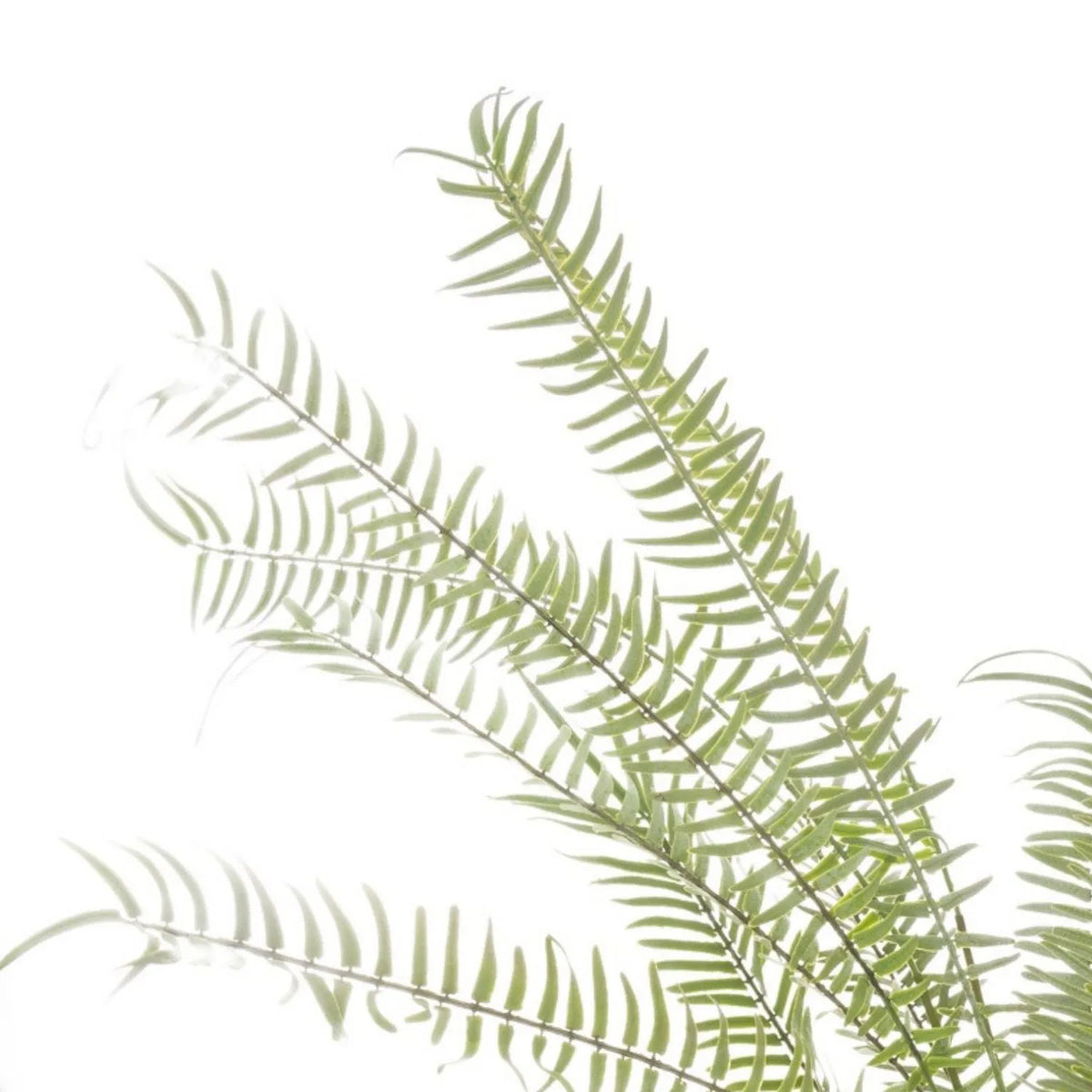 Artificial Small Green Boston Fern with Delicate Fronds & Fiddlehead Details in White Stone Pot – Realistic Potted Faux Indoor Plant – Close-Up of Fine Green Fern Fronds & Individual Leaflets | Click Style