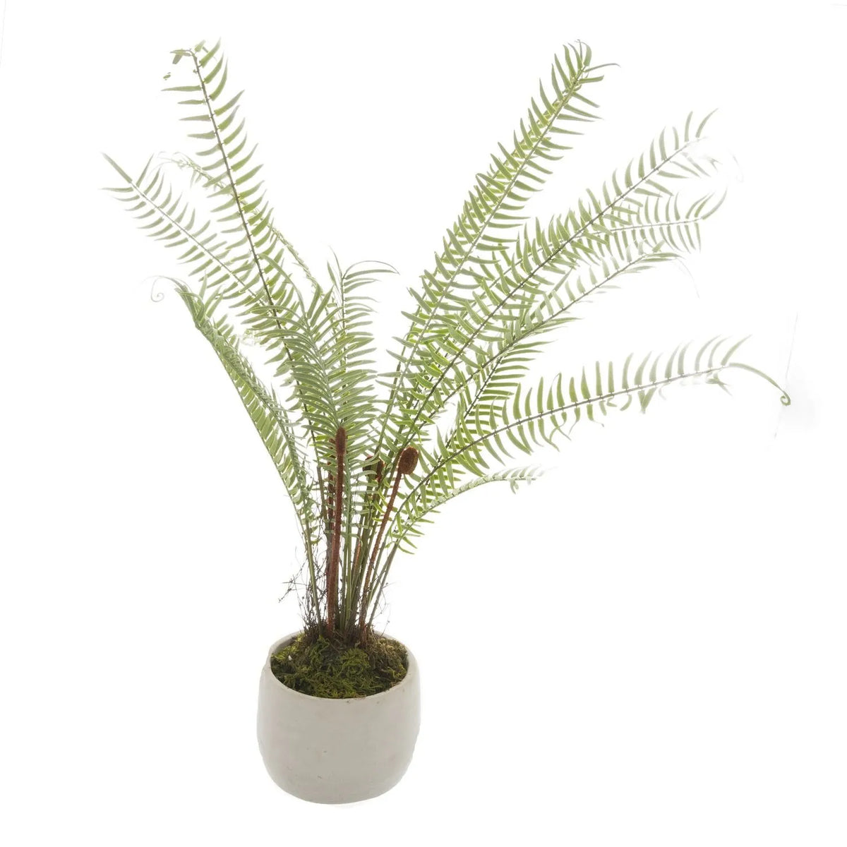 Artificial Small Green Boston Fern with Delicate Fronds & Fiddlehead Details in White Stone Pot – Realistic Potted Faux Indoor Plant – Full Plant Display Showing Green Fronds & White Stone Pot | Click Style