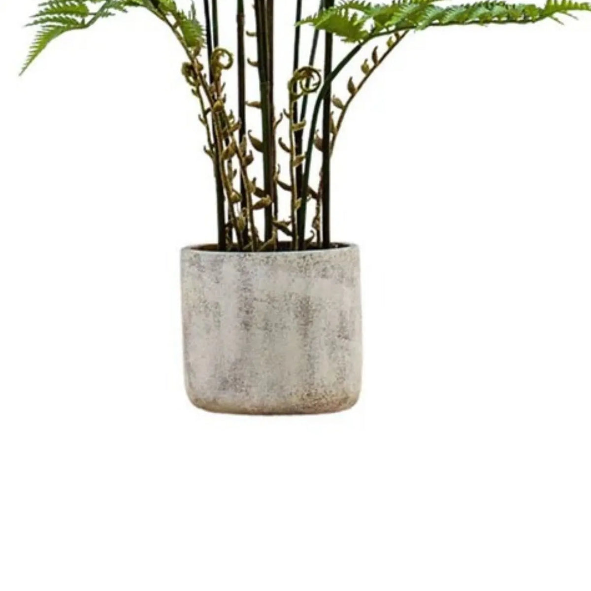 Artificial Tall Green Fern Plant in Distressed Cement Pot with Realistic Fronds – Lifelike Faux Indoor Plant 107x41x41cm detail showing the distressed cream-grey cement pot, upright stems and curled fiddlehead fronds | Click Style