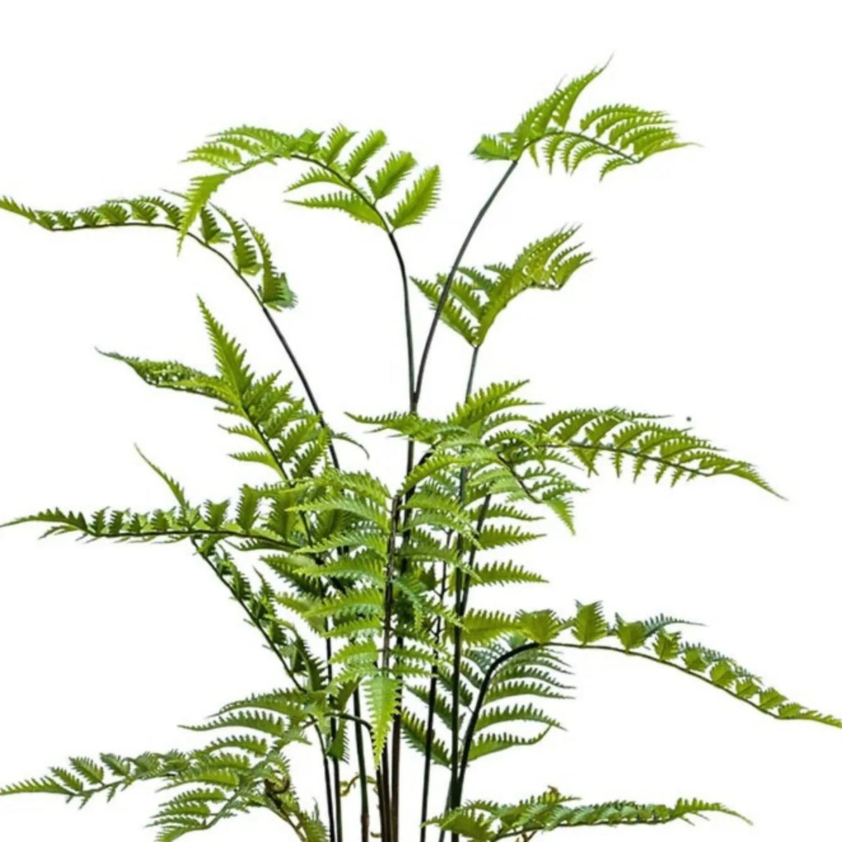 Artificial Tall Green Fern Plant in Distressed Cement Pot with Realistic Fronds – Lifelike Faux Indoor Plant 107x41x41cm close-up showing finely divided green fern fronds and slender dark stems | Click Style