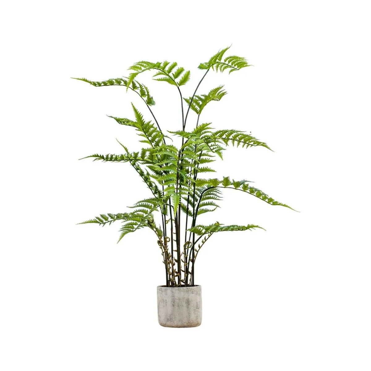 Artificial Tall Green Fern Plant in Distressed Cement Pot with Realistic Fronds – Lifelike Faux Indoor Plant 107x41x41cm shown in full against a white background with delicate green foliage and slender stems | Click Style
