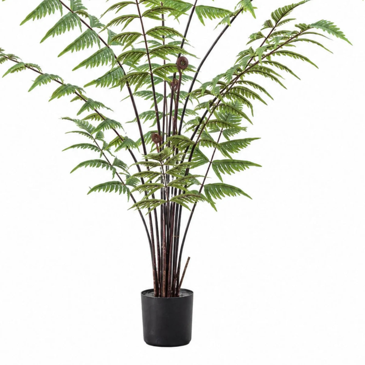 Artificial Tall Green Fern with Delicate Arching Fronds & Brown Fiddleheads in Black Pot – Realistic Floor Standing Faux Fern Plant 120x76x76cm – Close-up of delicate green fern fronds, curled brown fiddleheads and slender dark stems above the black pot | Click Style