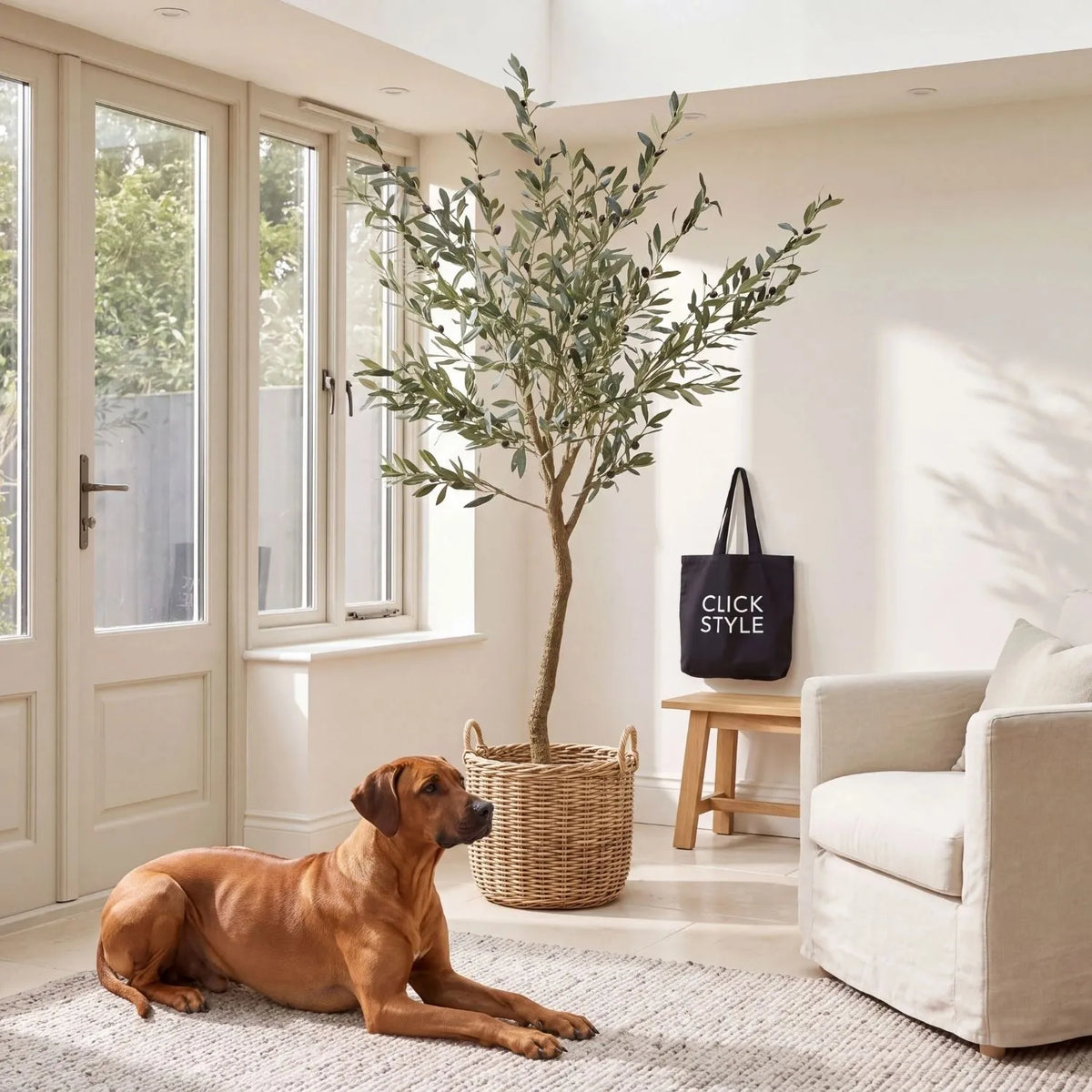 Artificial Tall Olive Tree with Black Olives & Taupe Pot styled with Rhodesian Ridgeback in bright garden room | Click Style