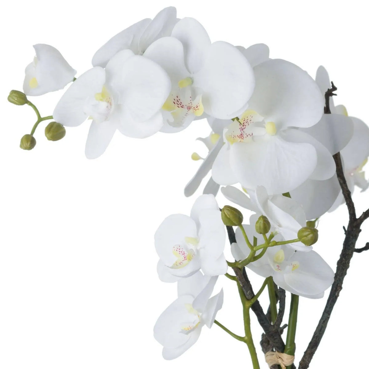 Artificial White Orchid with cascading white Phalaenopsis flowers, delicate yellow and pink-speckled centres, unopened green buds and woody branches | Click Style