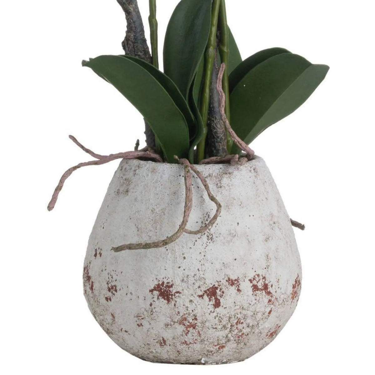 Artificial White Orchid with broad dark green leaves, realistic twisting exposed roots and textured weathered stone effect pot | Click Style