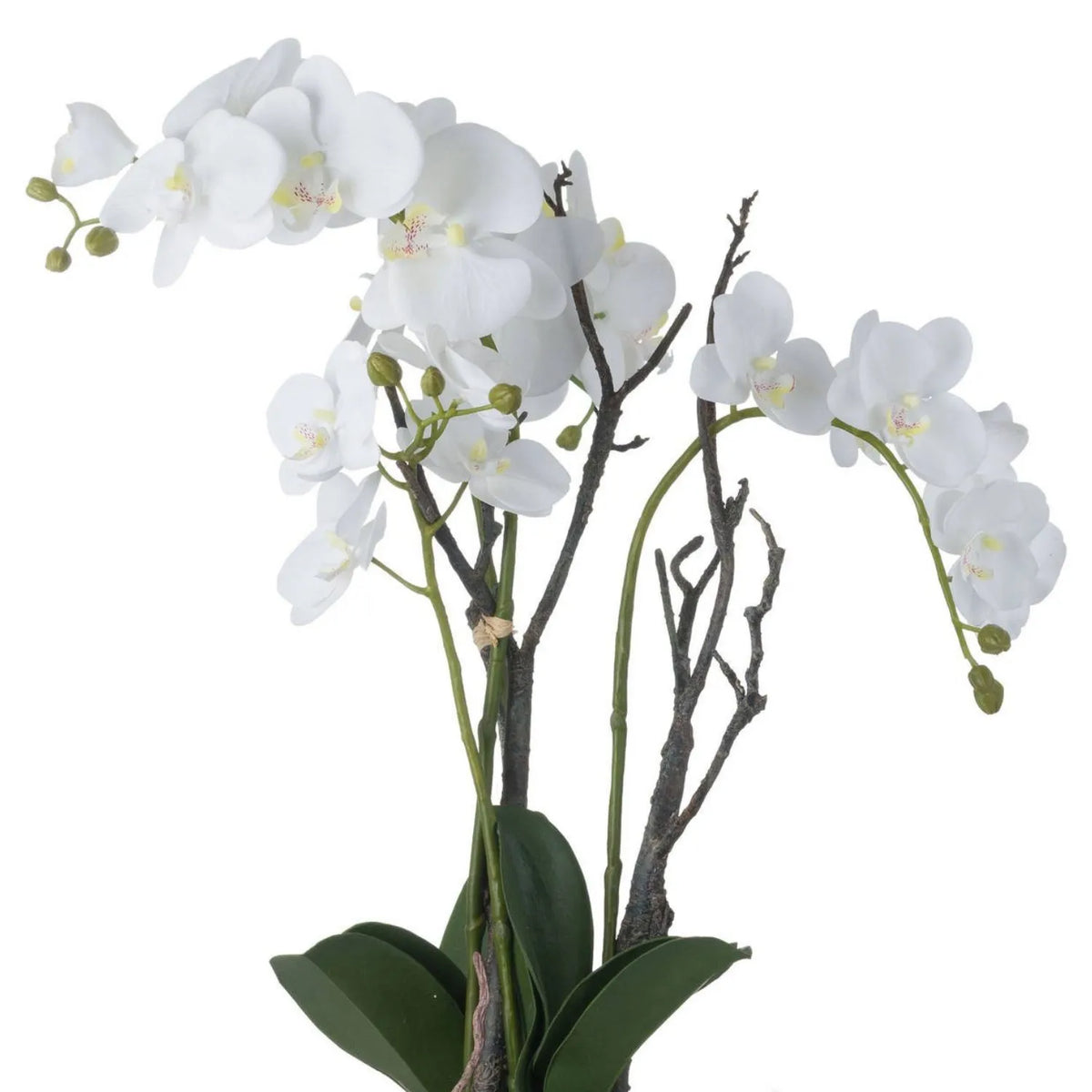 Artificial Tall White Orchid showing cascading white flowers, unopened green buds, natural woody branches and dark green leaves from the reverse | Click Style