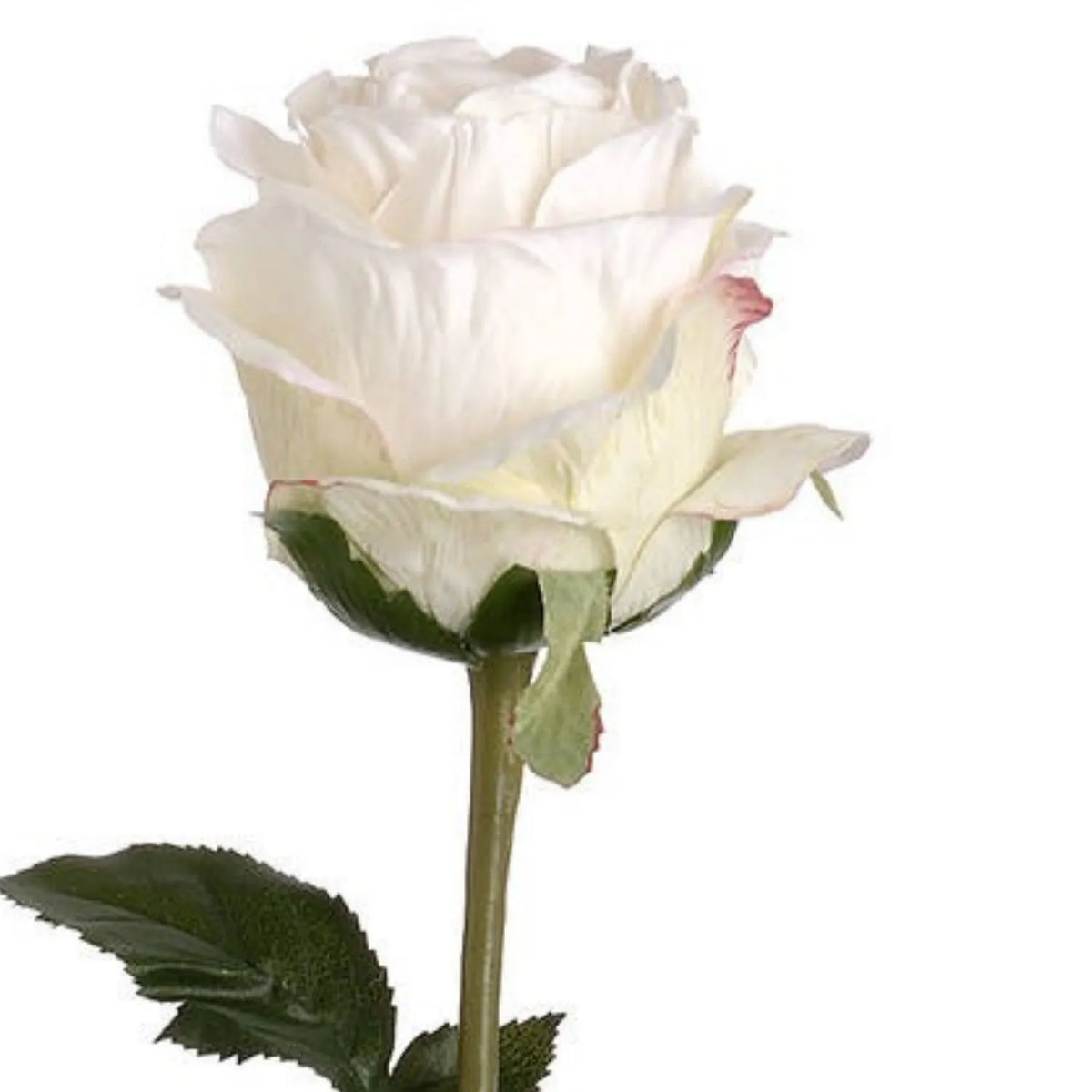Artificial Traditional White Rose with Long Stem & Large Open Bloom – Lifelike White Faux Rose Flower with Realistic Green Foliage 71cm – Close-Up of Large White Rose Bloom & Green Sepals | Click Style
