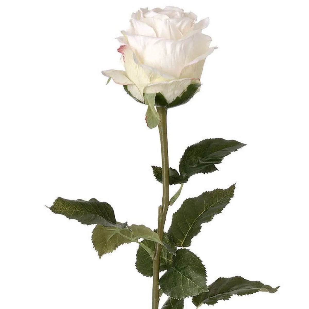 Artificial Traditional White Rose with Long Stem & Large Open Bloom – Lifelike White Faux Rose Flower with Realistic Green Foliage 71cm – Close-Up of White Rose Bloom Long Green Stem & Serrated Foliage | Click Style