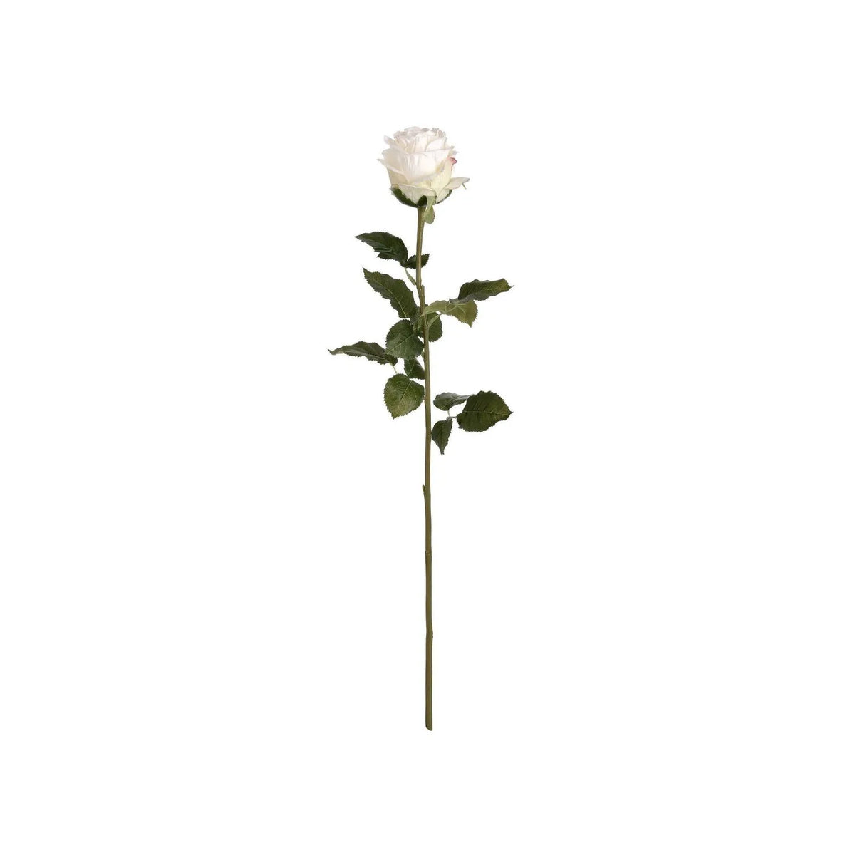 Artificial Traditional White Rose with Long Stem & Large Open Bloom – Lifelike White Faux Rose Flower with Realistic Green Foliage 71cm – Full Stem View | Click Style
