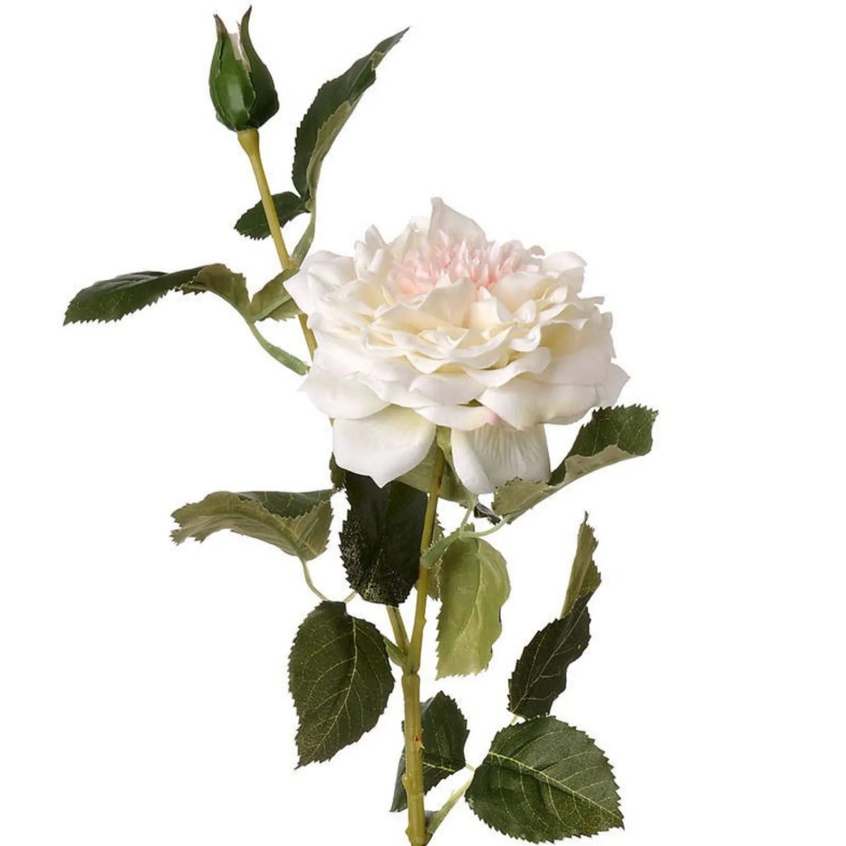 Artificial White Garden Rose Spray with Open Bloom & Rosebud – Lifelike White Faux Rose Flower with Pale Pink Centre & Realistic Green Foliage 68cm – Open Bloom Rosebud & Serrated Green Foliage Detail | Click Style