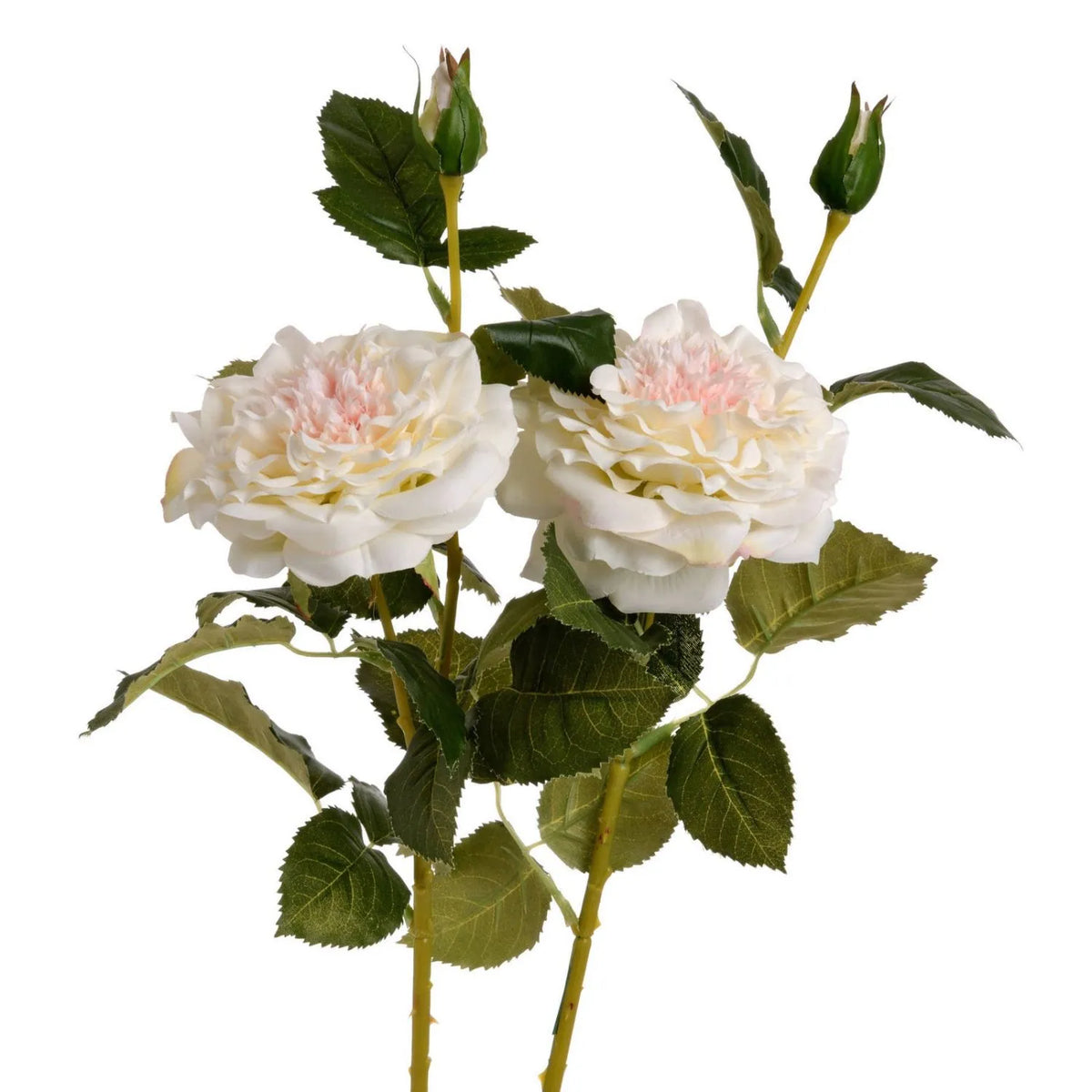 Artificial White Garden Rose Spray with Open Bloom & Rosebud – Lifelike White Faux Rose Flower with Pale Pink Centre & Realistic Green Foliage 68cm – Two Sprays Showing Open Blooms Rosebuds & Green Foliage | Click Style