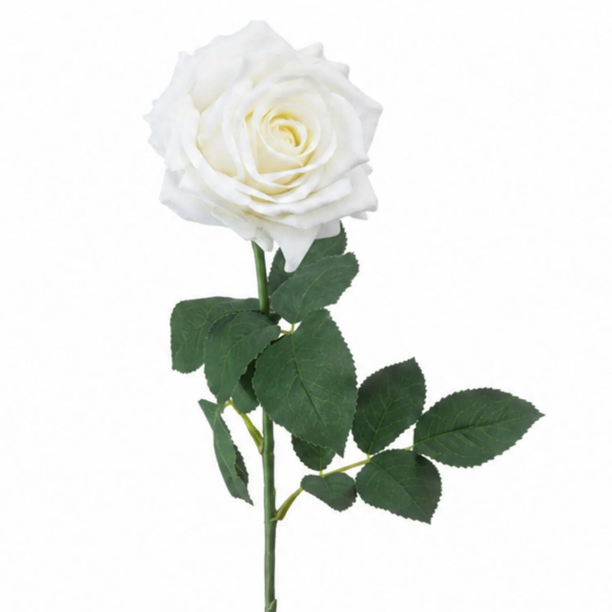 Artificial White Garden Rose with Long Stem & Large Layered Bloom – Lifelike White Faux Rose Flower with Realistic Green Foliage 75cm – Close-Up of Large White Layered Bloom & Serrated Green Foliage | Click Style