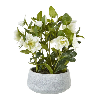 Artificial White Hellebore Plant In Grey Ceramic Pot Realistic Faux Christmas Rose Flower Arrangement 41x38x33cm | Click Style