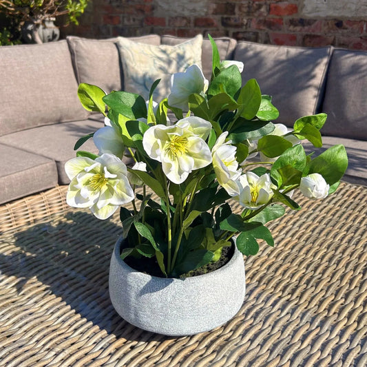 Artificial White Hellebore Plant In Grey Ceramic Pot Realistic Faux Christmas Rose Flower Arrangement 41x38x33cm | Click Style