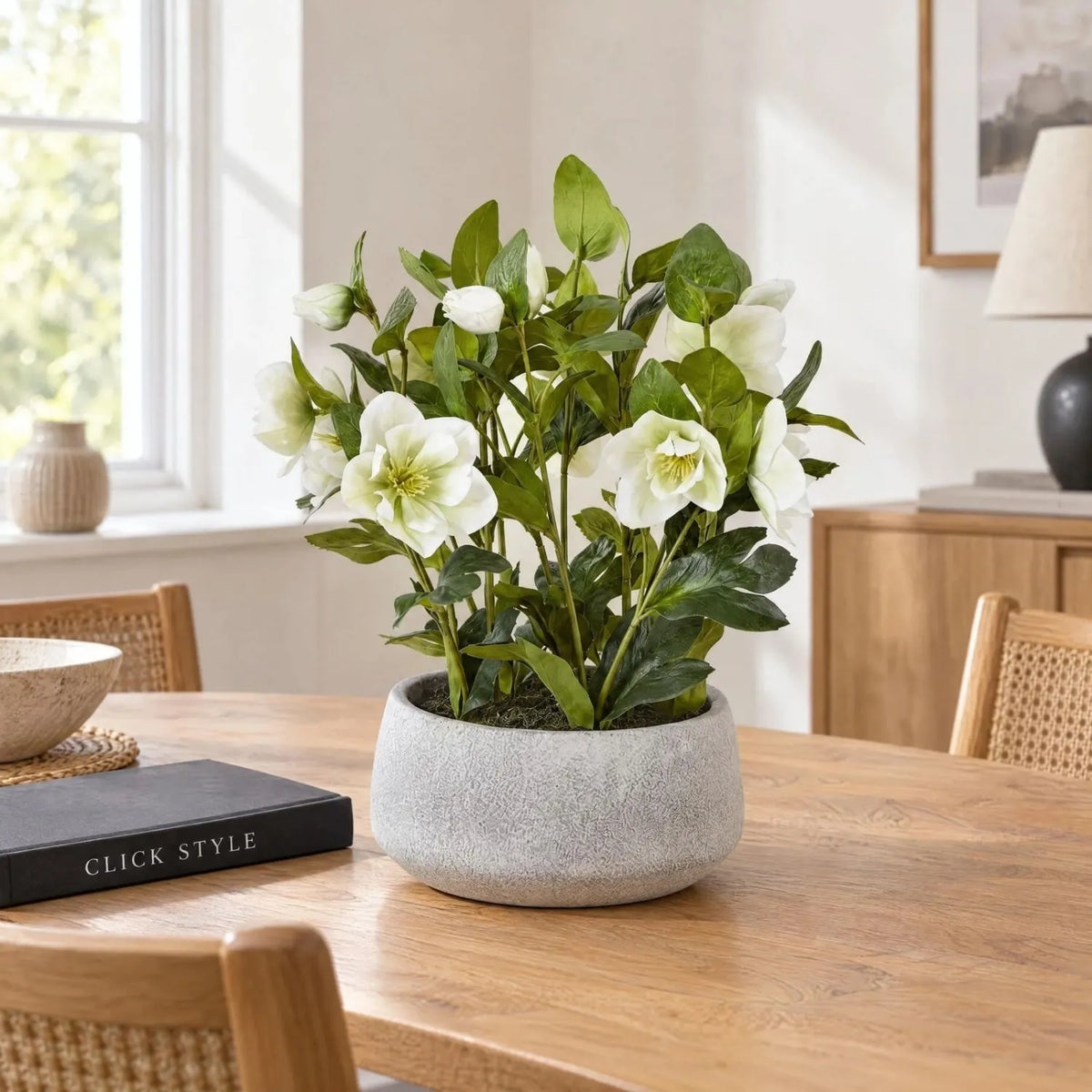 Artificial White Hellebore Plant in Grey Ceramic Pot – Realistic White Faux Christmas Rose Flower Arrangement 41x38x33cm – Styled on Oak Dining Table | Click Style