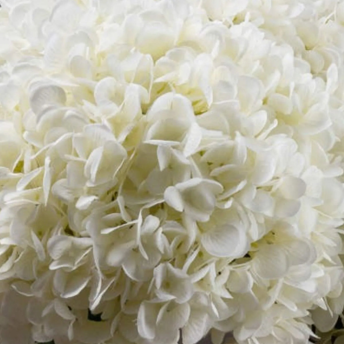 Artificial White Hydrangea with Long Stem & Oversized Bloom – Large Lifelike Faux White Hydrangea Flower with Realistic Green Foliage 73cm – Oversized White Bloom Close-Up | Click Style
