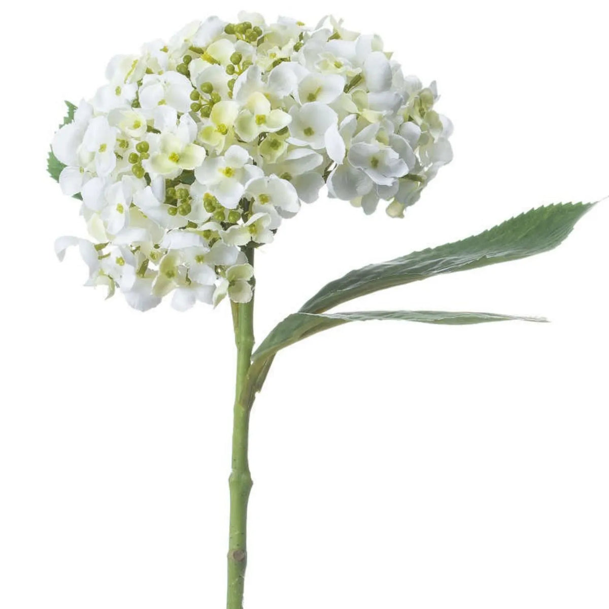 Artificial White Mophead Hydrangea Stem with Full Rounded Bloom & Realistic Green Foliage – Lifelike Faux White Hydrangea Flower 48cm – White Bloom & Green Foliage Detail | Click Style