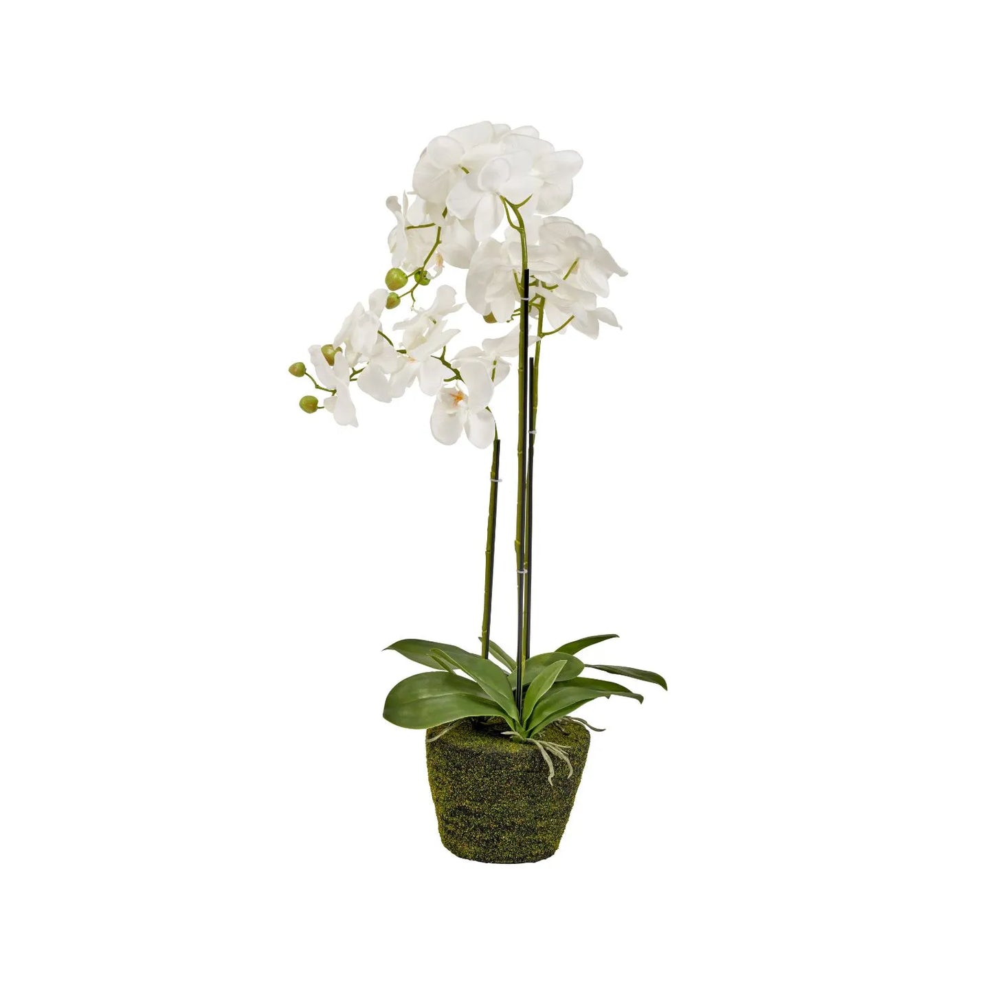 Artificial White Orchid Plant with Moss-Effect Base – Realistic Tabletop Faux Flowers for Indoor Decor 80x35x35cm - Click Style