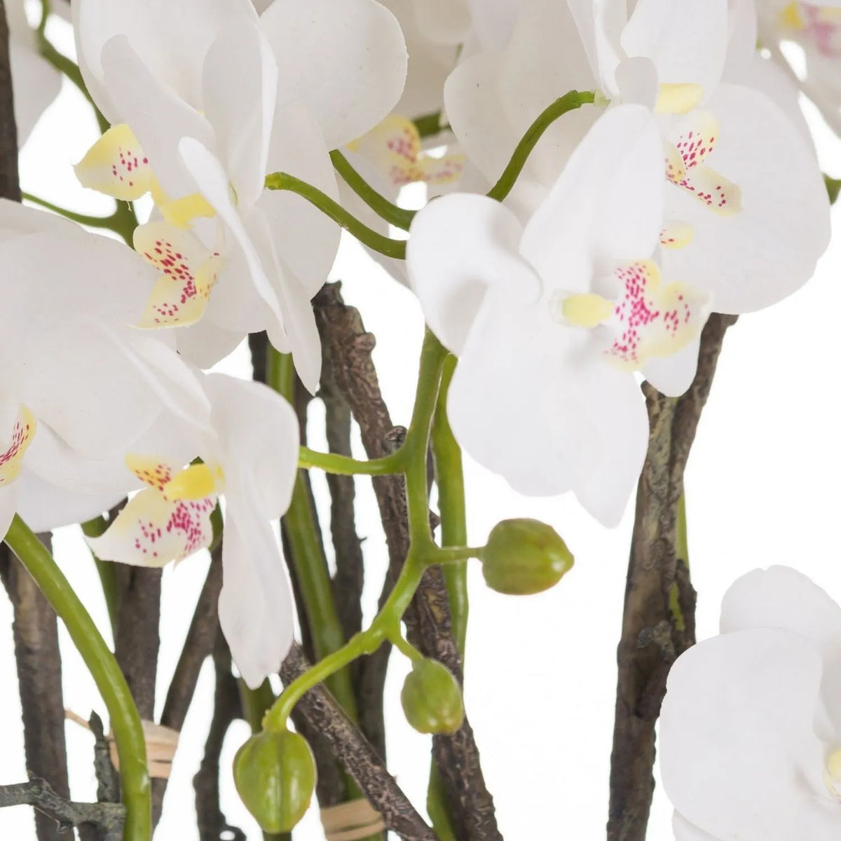 Artificial White Orchid with Cascading Blooms Dark Green Leaves & Realistic Roots in Weathered Stone Effect Pot – Large Potted Faux Orchid Arrangement 70x60x60cm – Detailed Close-Up of White Orchid Blooms with Delicate Pink Speckled Yellow Centres and Green Buds | Click Style
