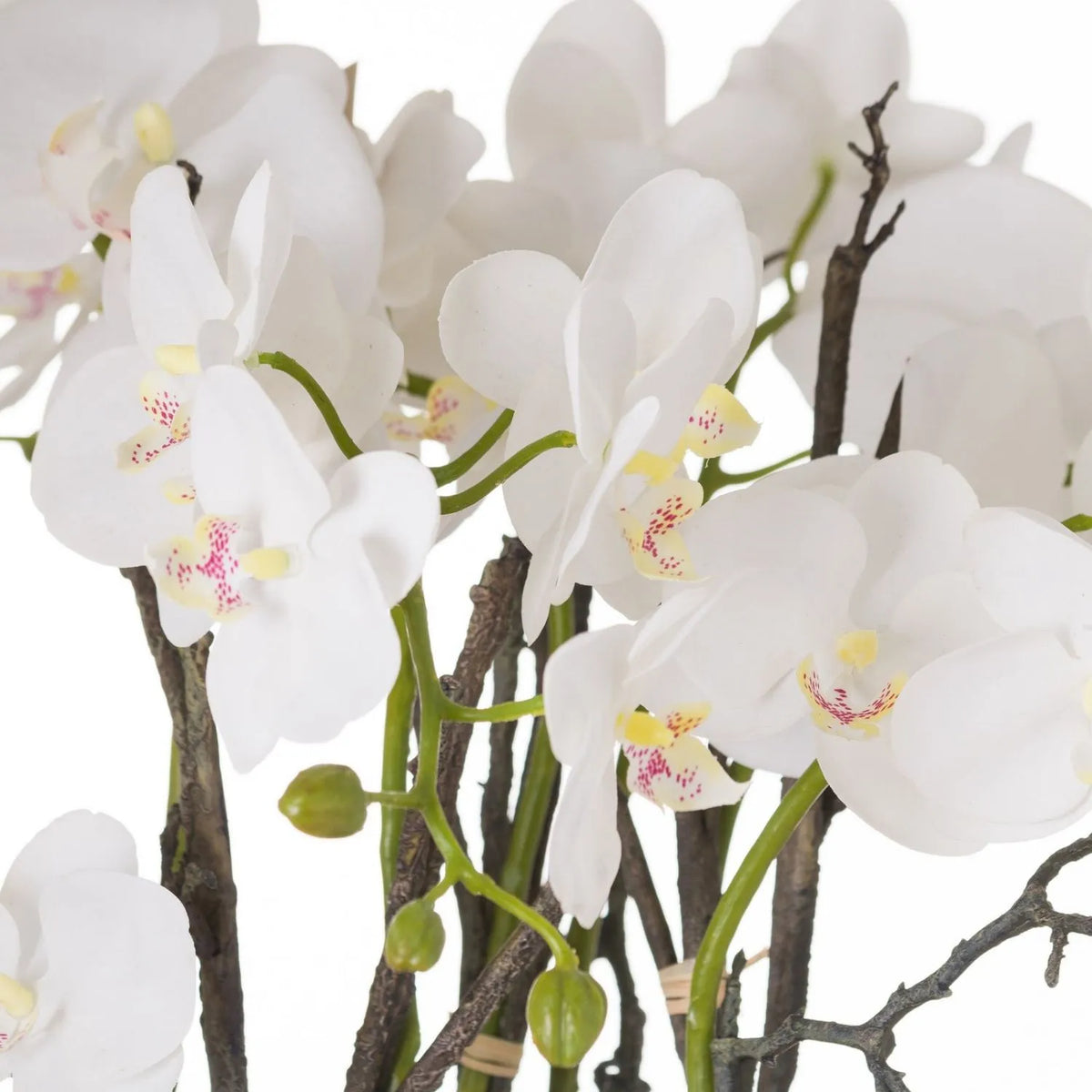 Artificial White Orchid with Cascading Blooms Dark Green Leaves & Realistic Roots in Weathered Stone Effect Pot – Large Potted Faux Orchid Arrangement 70x60x60cm – Close-Up of White Orchid Petals Pale Yellow Centres Pink Speckling and Unopened Green Buds | Click Style