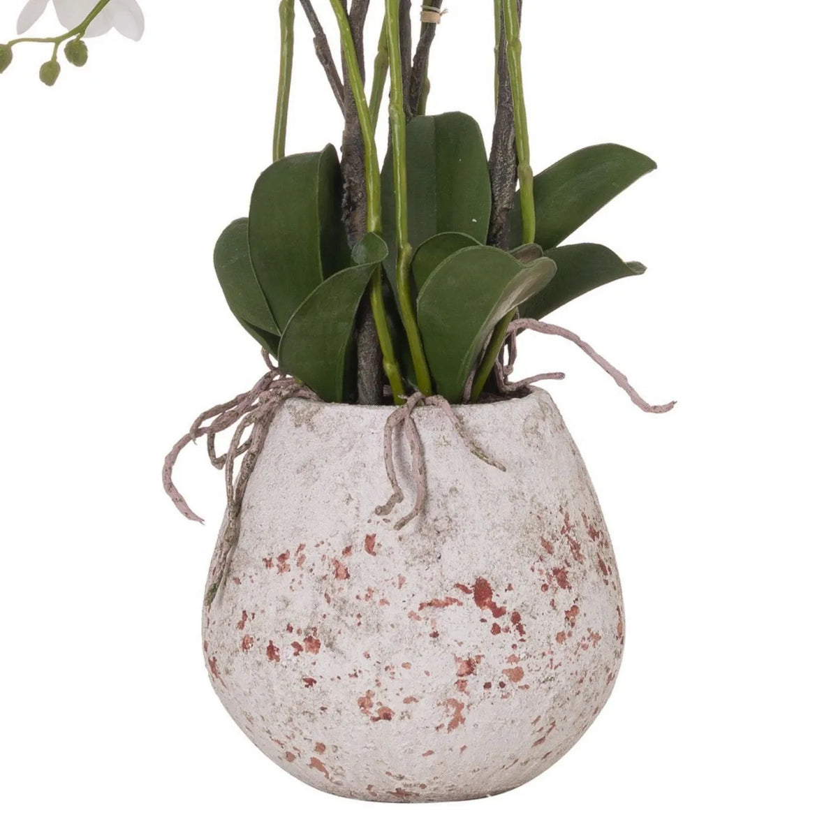 Artificial White Orchid with Cascading Blooms Dark Green Leaves & Realistic Roots in Weathered Stone Effect Pot – Large Potted Faux Orchid Arrangement 70x60x60cm – Close-Up of Dark Green Leaves Realistic Exposed Roots and Rounded Weathered Stone Effect Pot | Click Style