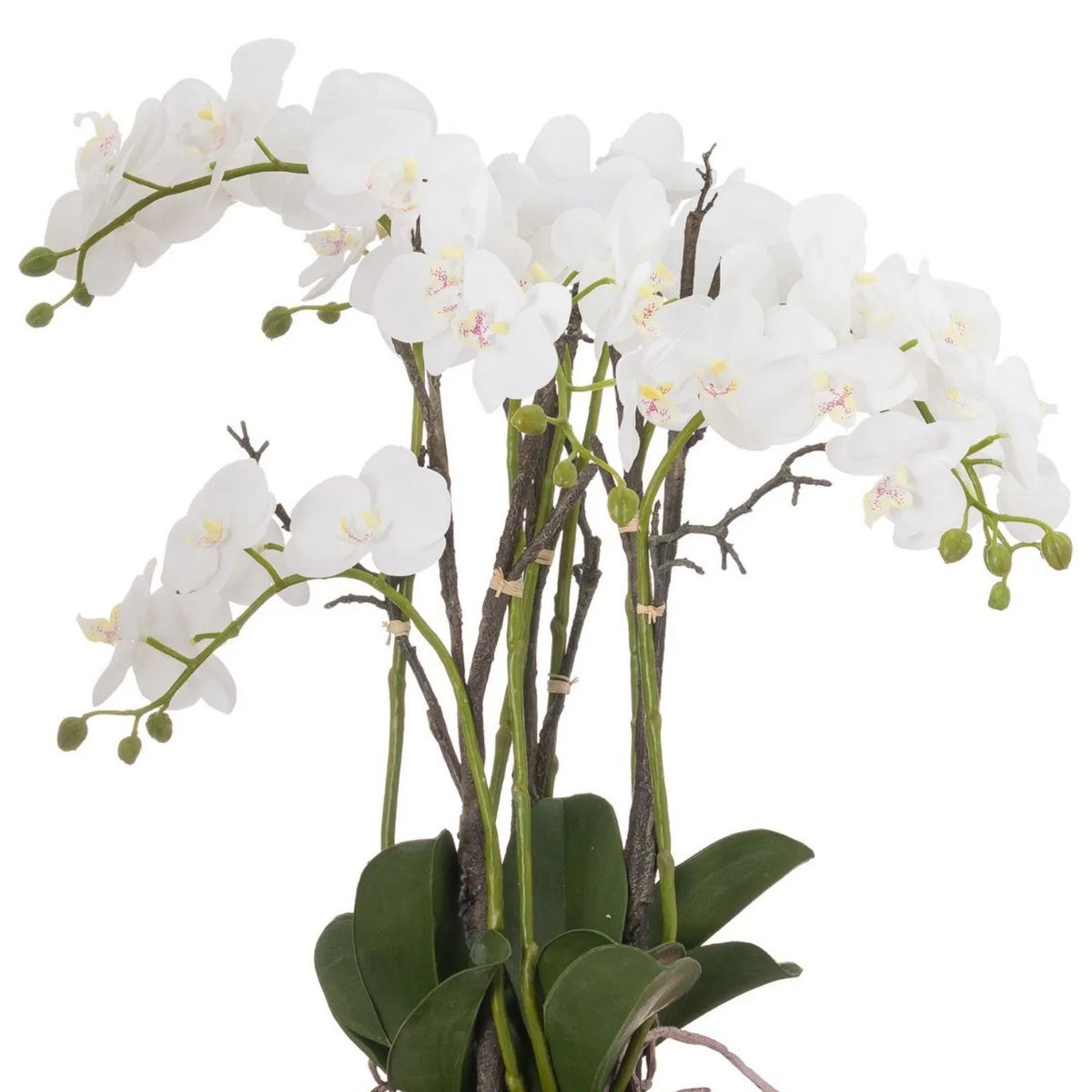 Artificial White Orchid with Cascading Blooms Dark Green Leaves & Realistic Roots in Weathered Stone Effect Pot – Large Potted Faux Orchid Arrangement 70x60x60cm – Alternate View Showing Arching White Orchid Blooms Green Buds and Natural Looking Woody Branches | Click Style