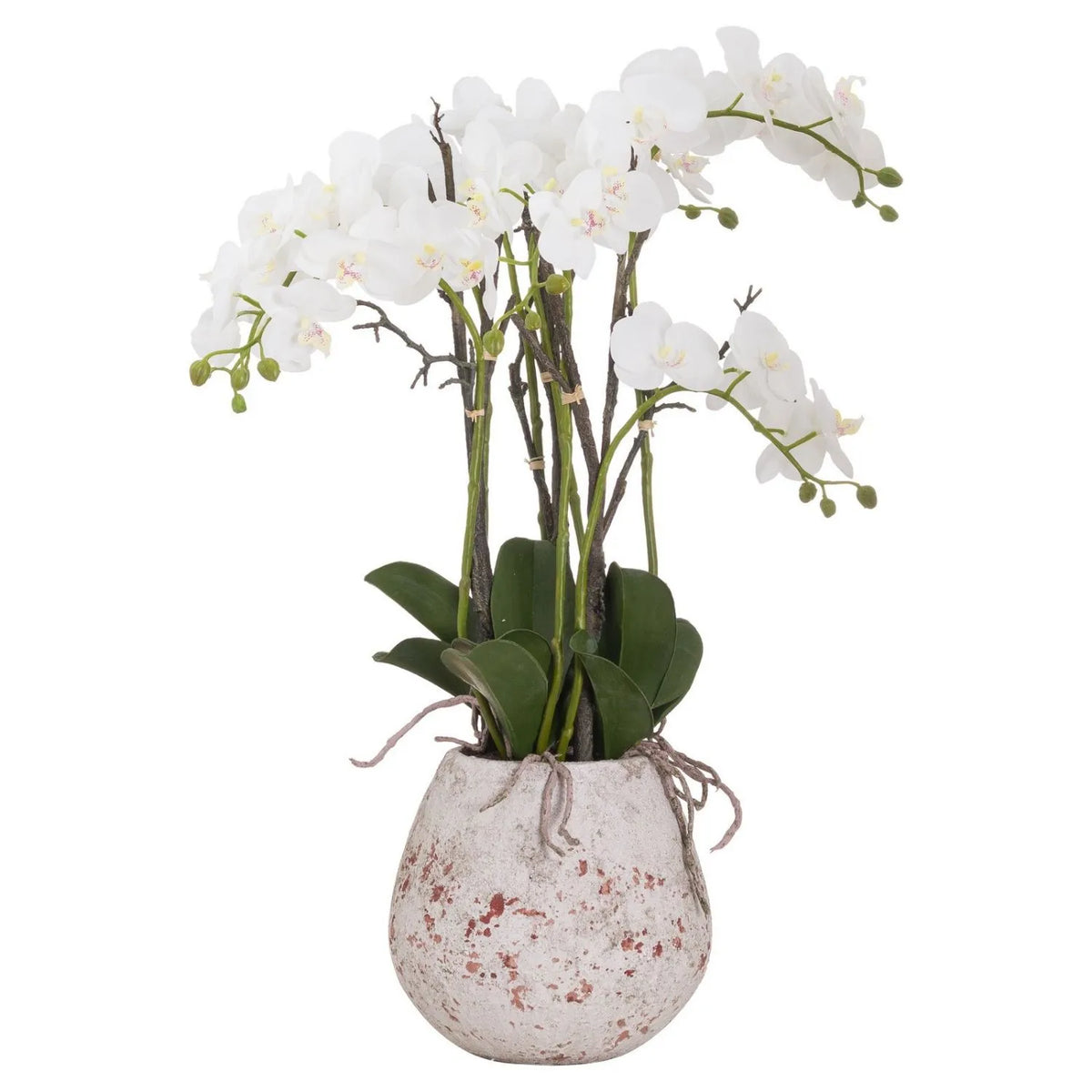 Artificial White Orchid with Cascading Blooms Dark Green Leaves & Realistic Roots in Weathered Stone Effect Pot – Large Potted Faux Orchid Arrangement 70x60x60cm – Full Front View Showing Cascading White Flowers Green Buds Dark Green Leaves and Weathered Stone Effect Pot | Click Style