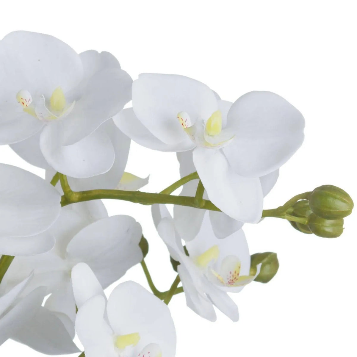Artificial White Orchid with lifelike white Phalaenopsis flowers, yellow and pink-speckled centres and green flower buds | Click Style