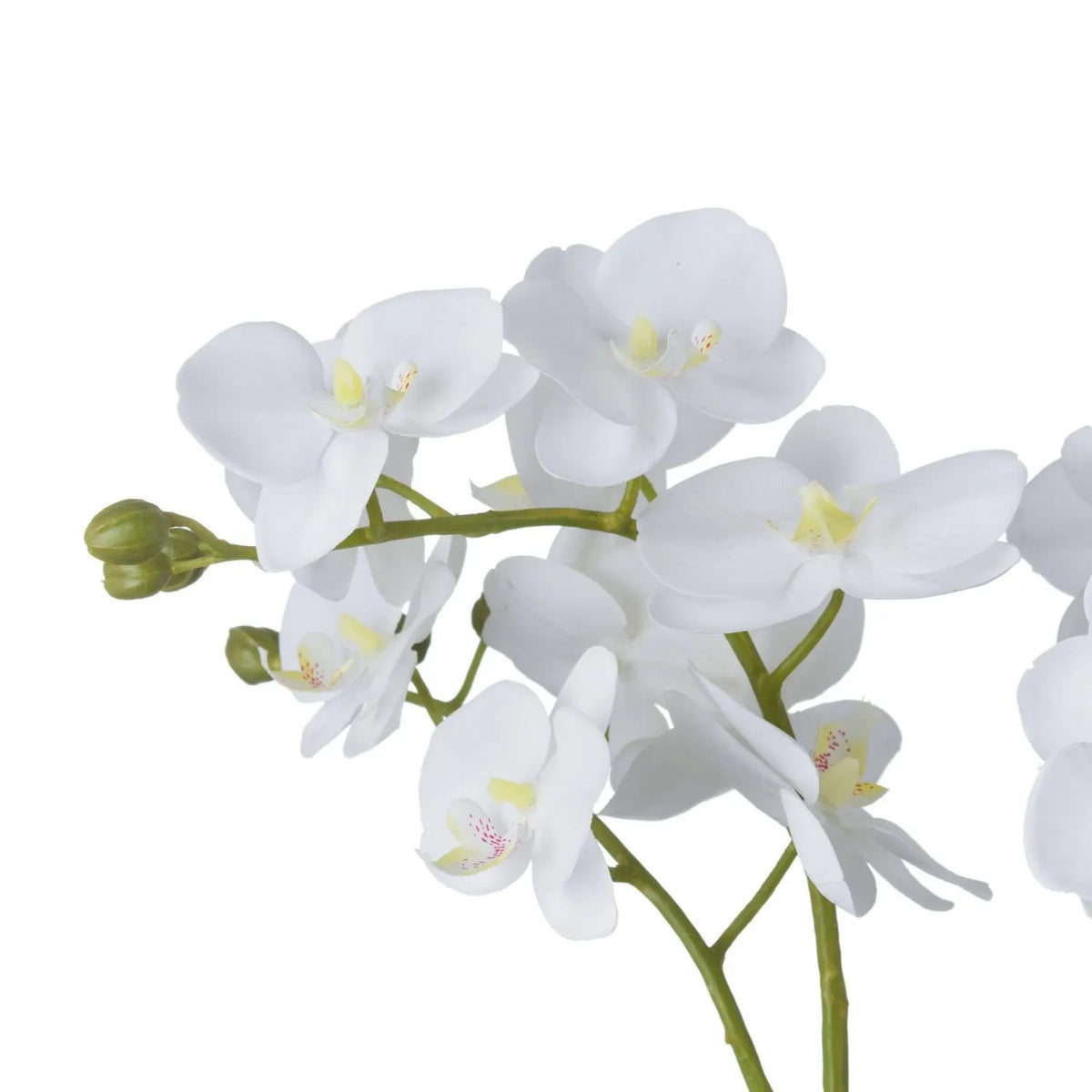 Artificial White Orchid close-up showing white petals, pale yellow centres, pink-speckled markings and unopened buds | Click Style