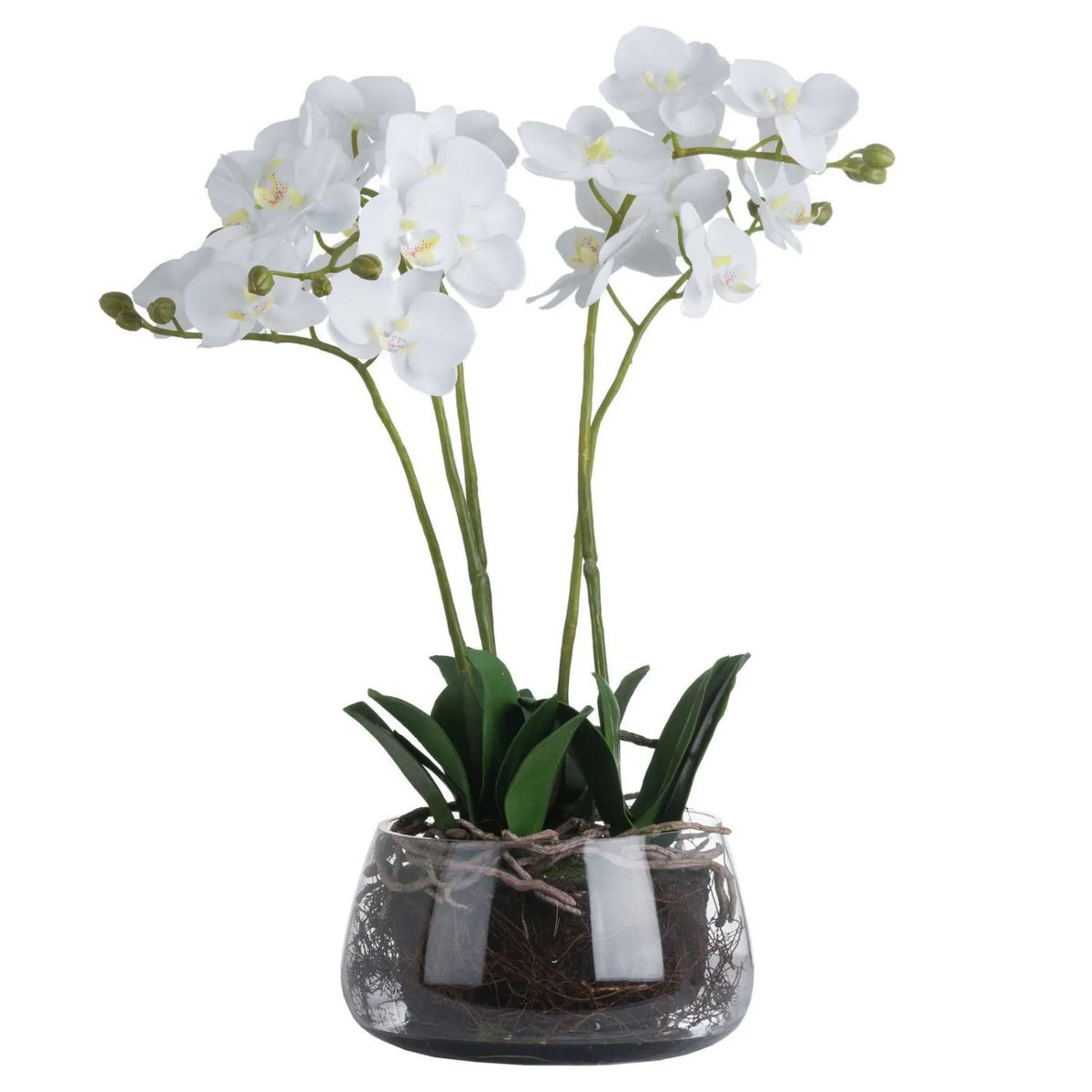 Artificial White Orchid with white blooms, green buds, dark green leaves and exposed roots in a clear glass bowl 61cm | Click Style
