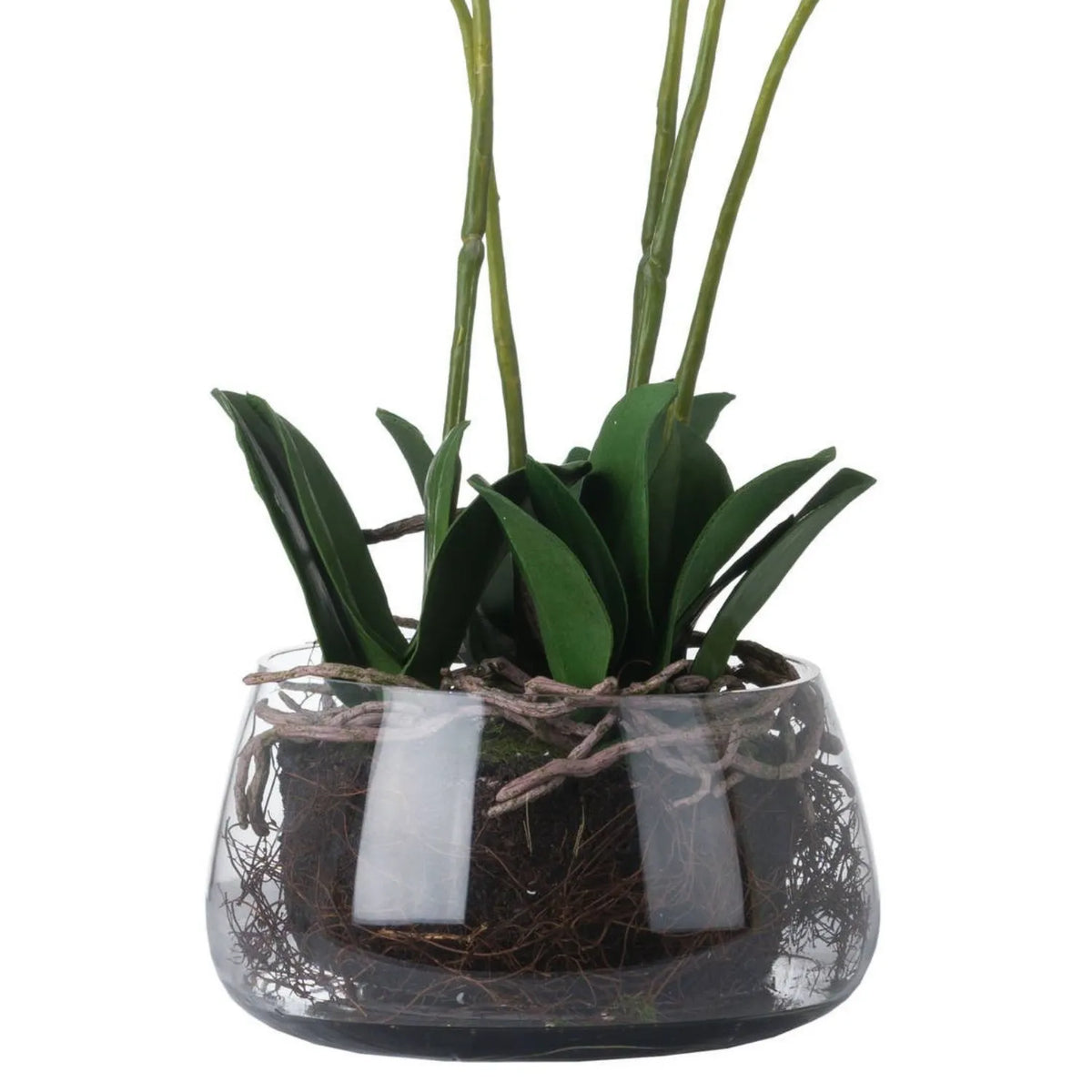 Artificial White Orchid with dark green leaves and realistic exposed roots visible through a rounded clear glass bowl | Click Style