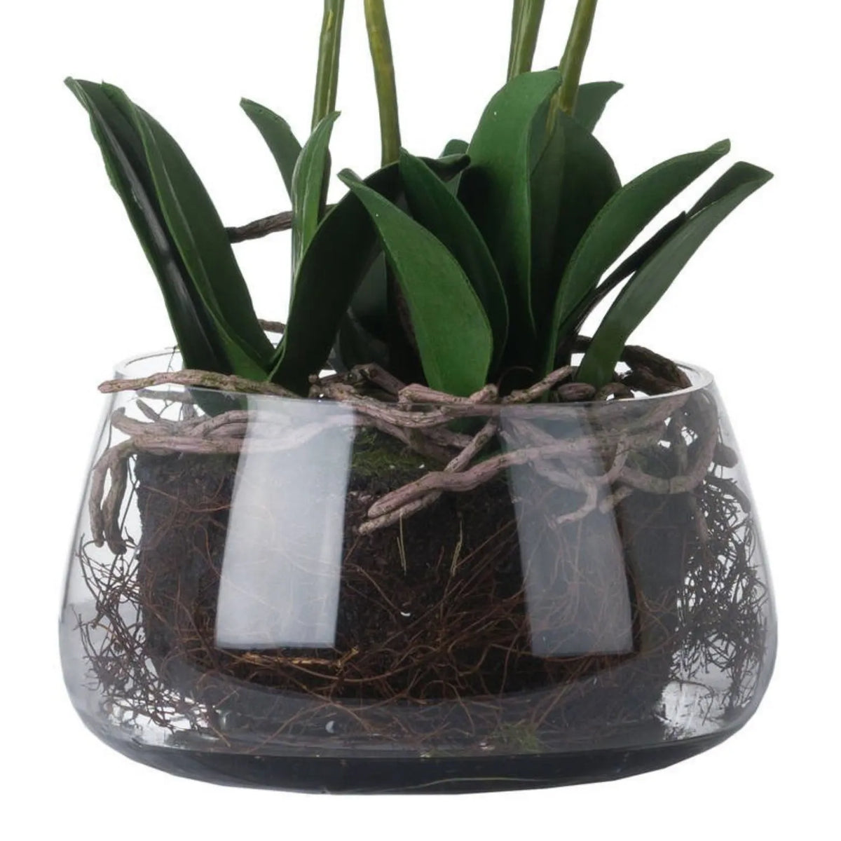 Artificial White Orchid with broad dark green leaves, handcrafted exposed roots and detailed planting in clear glass bowl | Click Style