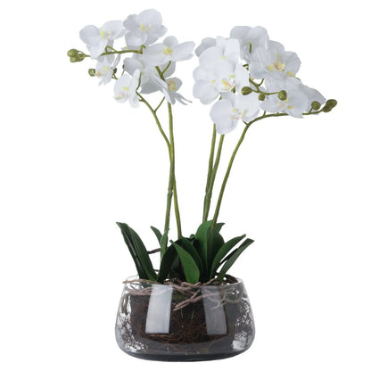 Artificial White Orchid arrangement with white Phalaenopsis blooms, green stems and exposed roots in clear glass bowl | Click Style