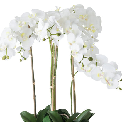 Artificial White Orchid Close-Up Showing Glossy Dark Green Leaves Moss Exposed Roots and Weathered Grey Stone Effect Pot | Click Style