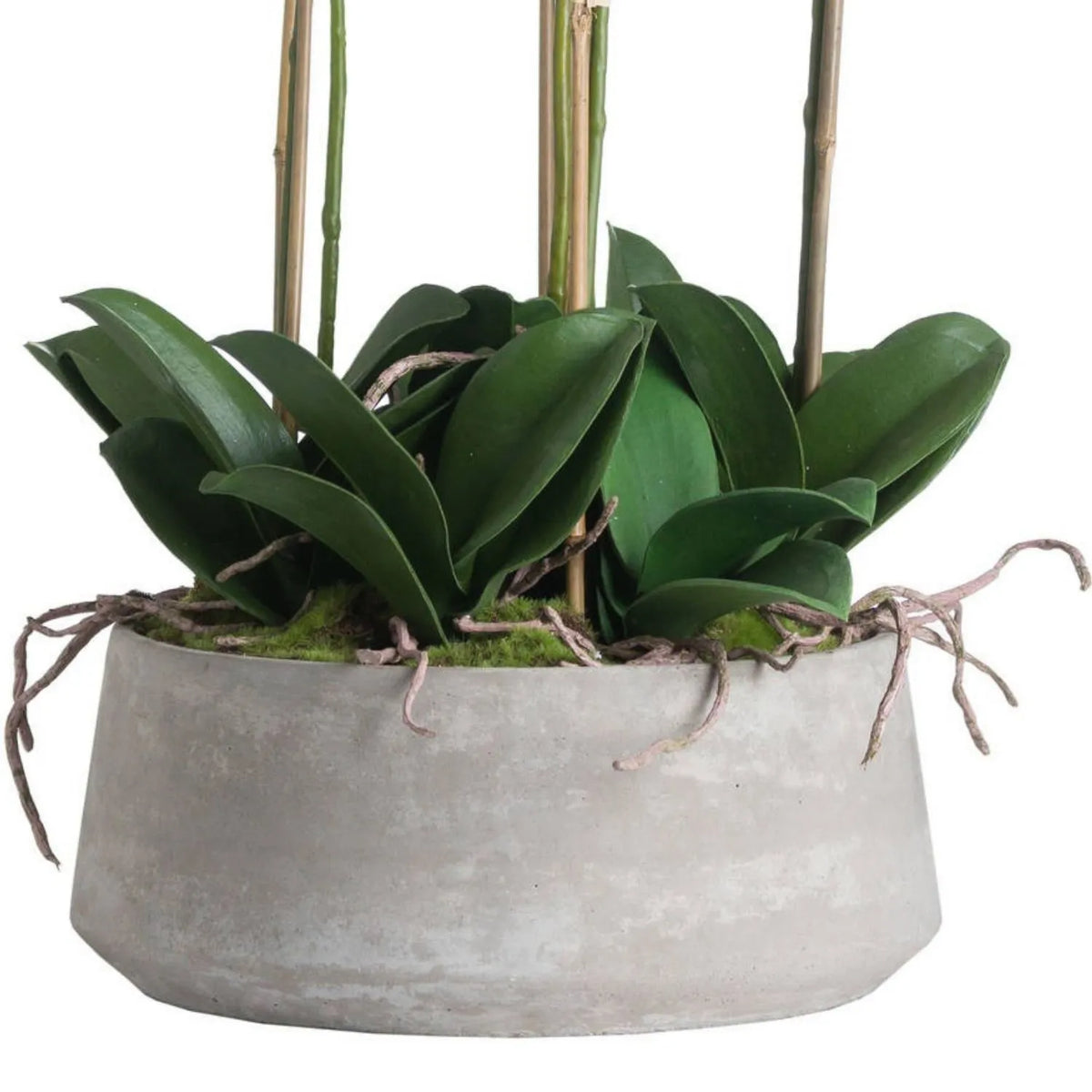 Large Artificial White Orchid with Real Touch Petals Cascading Blooms Dark Green Leaves & Realistic Roots in Grey Stone Effect Pot – Potted Faux Orchid Arrangement 90x50x50cm – detailed view of the dark green leaves, textured moss, trailing roots and two-tone grey stone-effect planter | Click Style