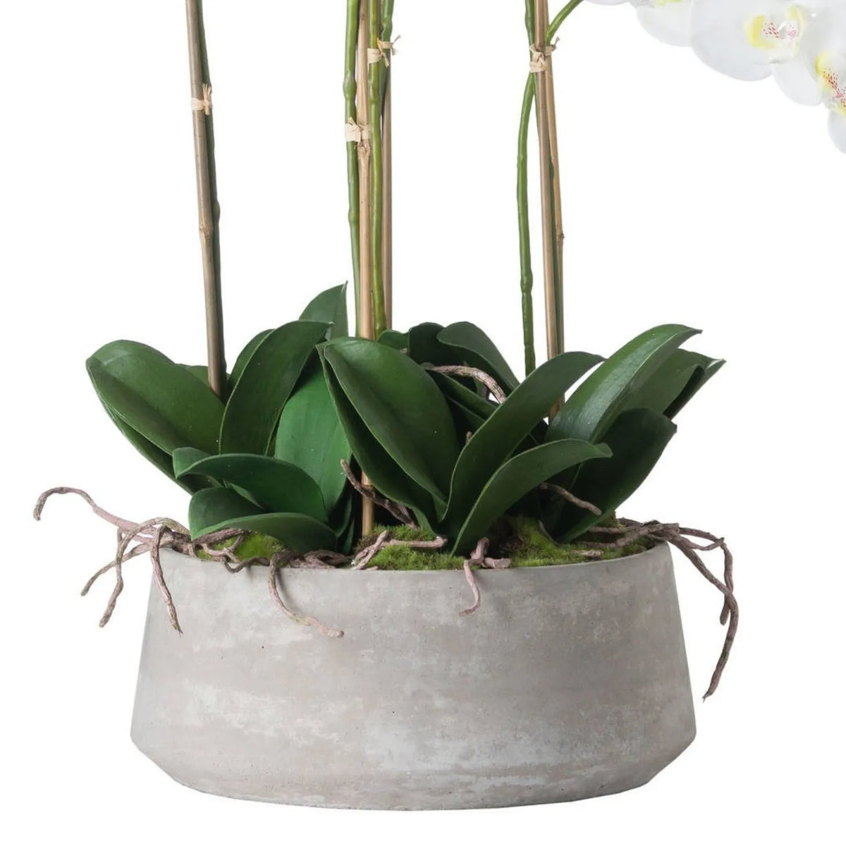 Artificial White Orchid with Real Touch White Petals Pale Yellow Pink-Speckled Centres and Unopened Green Buds | Click Style