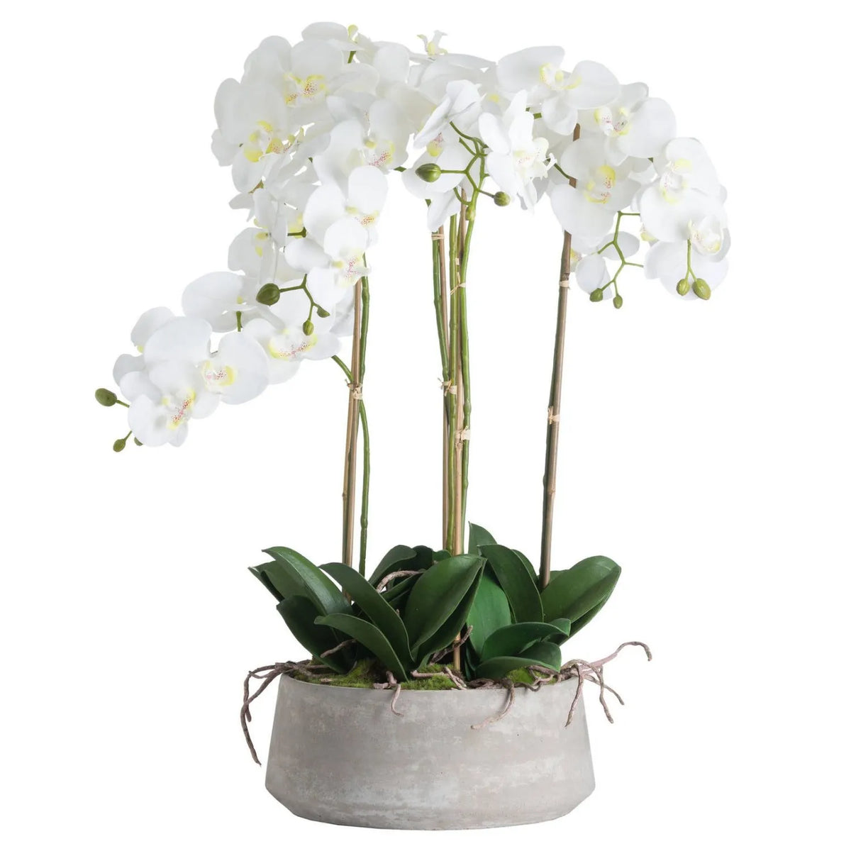 Large Artificial White Orchid with Cascading Blooms Dark Green Leaves Exposed Roots and Grey Stone Effect Pot 90x50x50cm – Full Product View | Click Style