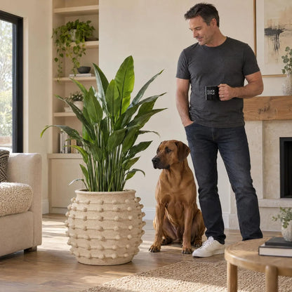 Large Cream Bobbled Fibrestone Planter with Rolled Rim & Raised Textured Detail – Decorative Indoor Plant Pot 39x42x42cm – Man with Rhodesian Ridgeback & Artificial Plant | Click Style