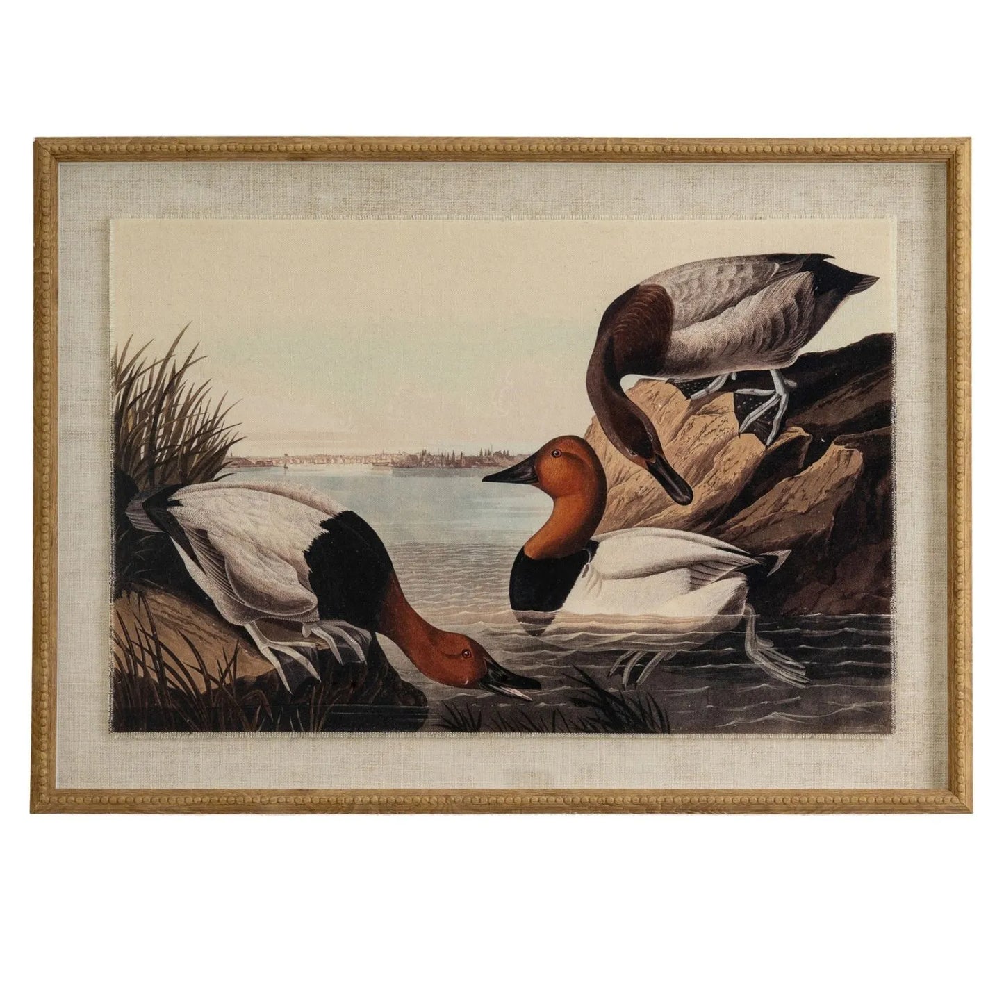 Neutral Ornithological Canvasback Duck Print with Linen Background – Beaded Wooden Frame Framed Wall Art 62x45x2cm | Click Style