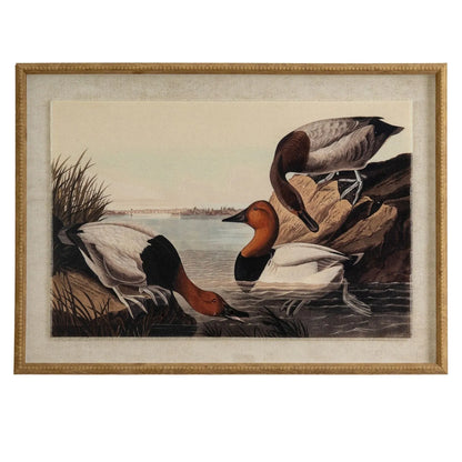 Neutral Ornithological Canvasback Duck Print with Linen Background – Beaded Wooden Frame Framed Wall Art 62x45x2cm | Click Style