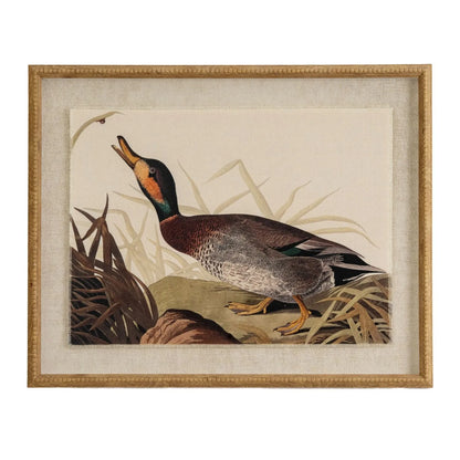 Neutral Ornithological Duck Bird Print with Linen Background – Beaded Wooden Frame Framed Wall Art 40x50x2cm | Click Style
