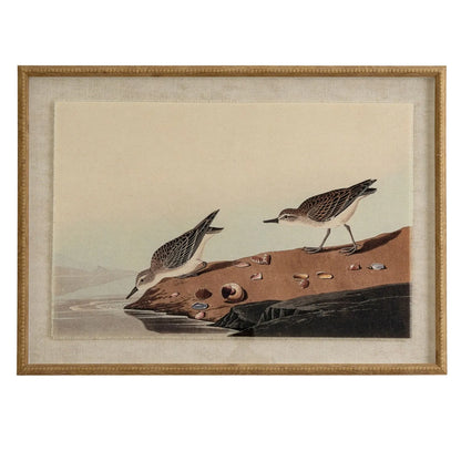 Neutral Ornithological Little Stint Bird Print with Linen Background – Beaded Wooden Frame Framed Wall Art 62x45x2cm | Click Style