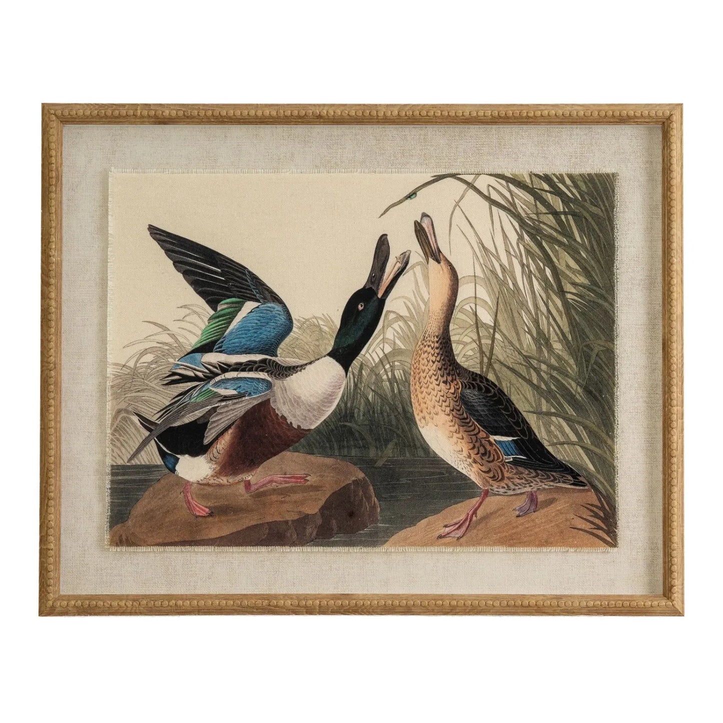 Neutral Ornithological Northern Shoveler Duck Print with Linen Background – Beaded Wooden Frame Framed Bird Wall Art 40x50x2cm | Click Style