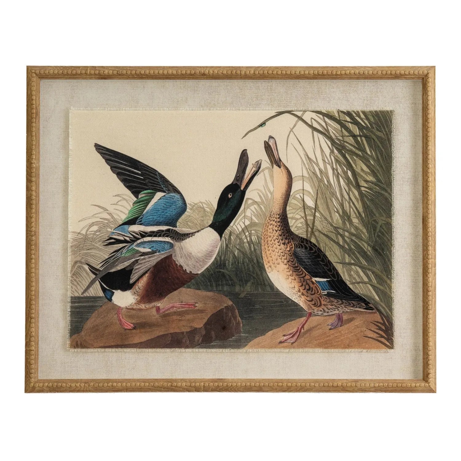 Neutral Ornithological Northern Shoveler Duck Print with Linen Background – Beaded Wooden Frame Framed Bird Wall Art 40x50x2cm | Click Style