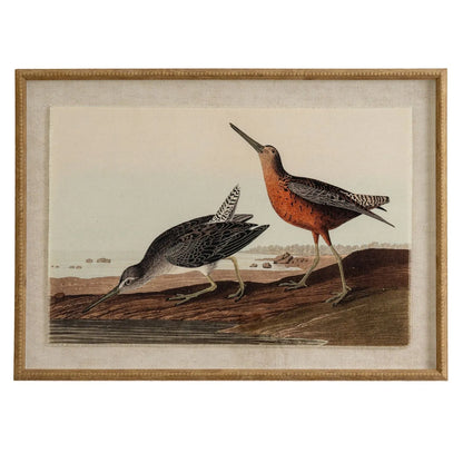 Neutral Ornithological Short-Billed Dowitcher Bird Print with Linen Background – Beaded Wooden Frame Framed Wall Art 62x45x2cm | Click Style