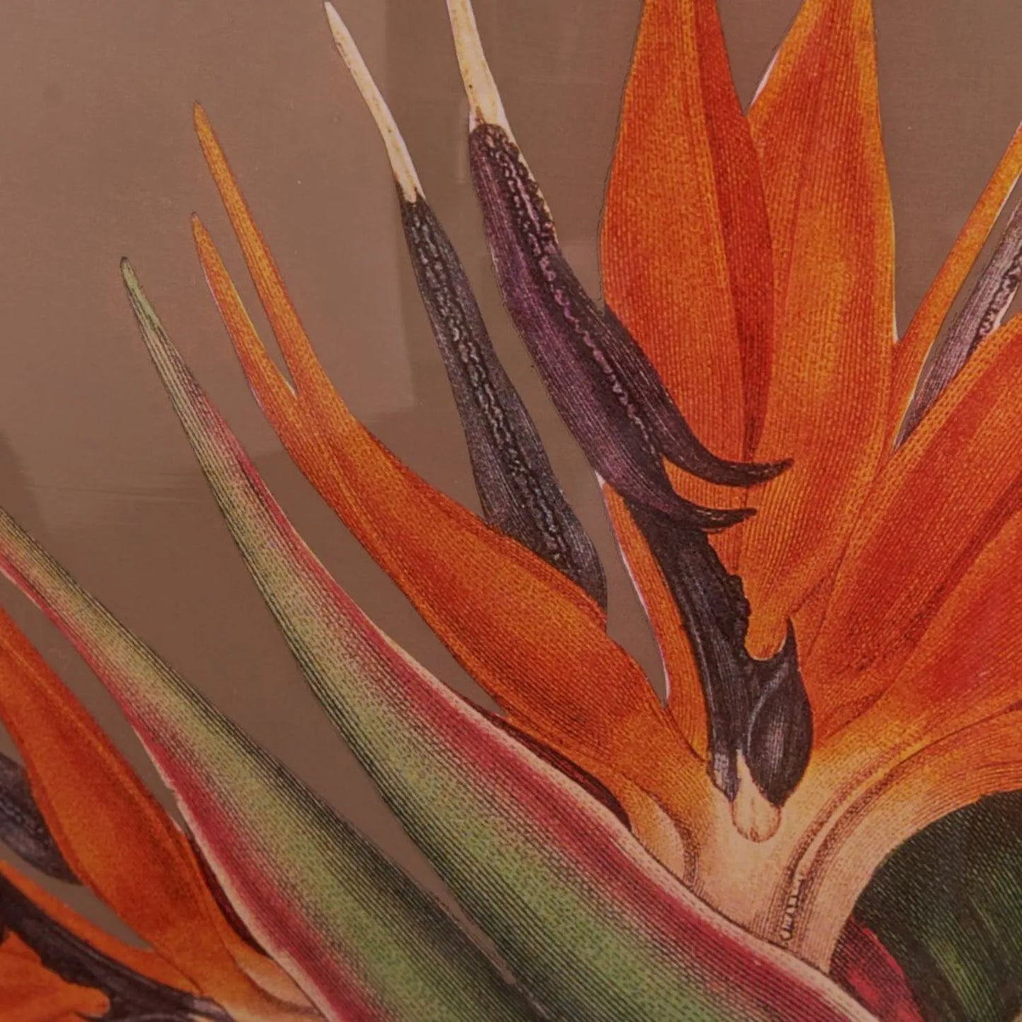 Jenny Worrall Orange & Purple Bird of Paradise Glass Table Lamp with White Linen Shade | Click Style