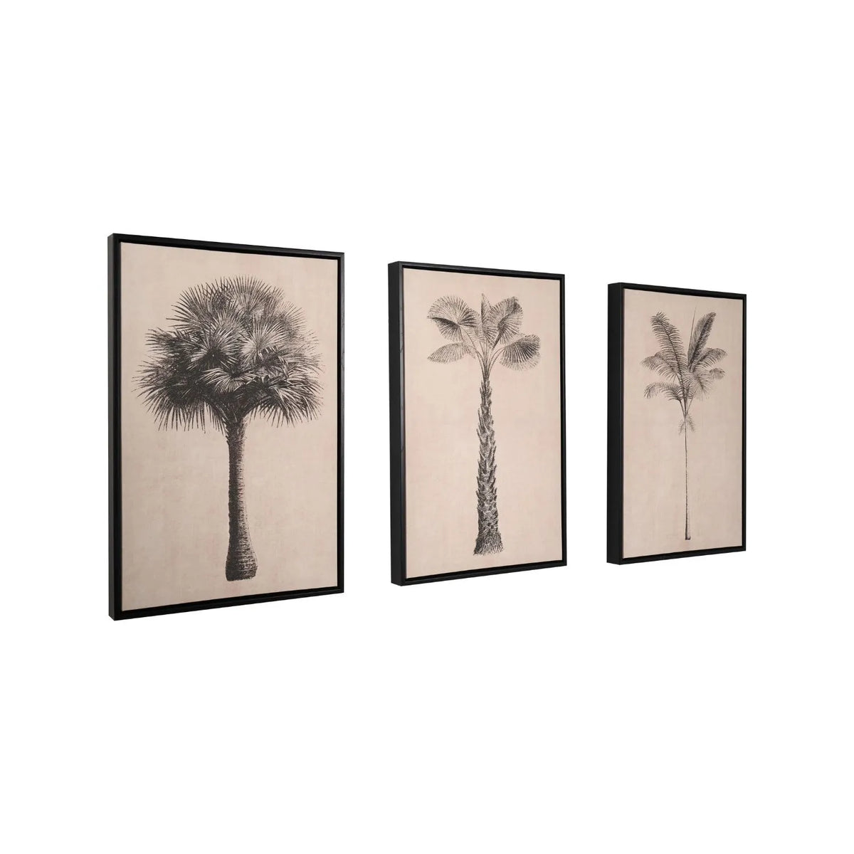 Set of 3 Neutral Beige & Black Framed Palm Tree Canvas Prints with Vintage Botanical Illustrations – Triptych Artwork 60x40x4cm perspective view showing three framed botanical palm illustrations with warm beige backgrounds and black frames | Click Style